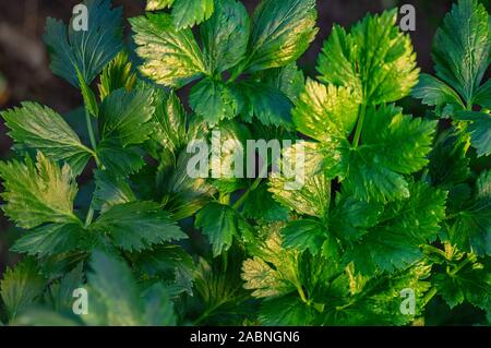 Junge frische grüne Sellerie. Das Konzept des ökologischen Landbaus. Close Up. Stockfoto