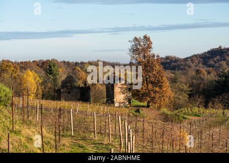 Boca Weinberge im Herbst, ländliche Region Piemont, Provinz Novara, Novembre 2019 Stockfoto