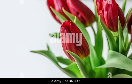 Rote Tulpen auf einem weißen Hintergrund. Selektive konzentrieren. Close Up. Kopieren Sie Platz. Stockfoto