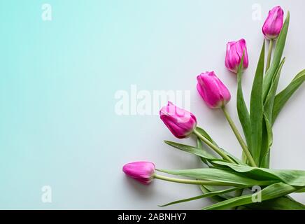 Flach flower Komposition. Rosa Tulpen an einer Steigung Hintergrund. Kopieren spase. Close Up. Flach. Stockfoto
