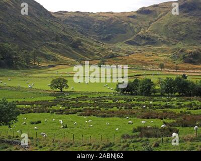 Querformat mit Schafen und eingewickelten Silageballen im Tal Felder in Richtung Hobgrumble Beck an der Spitze des Swindale, Cumbria, England Großbritannien Stockfoto