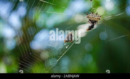 Nahaufnahme einer Spinne stehend auf seinem Spinnennetz im grünen Dschungel Hintergrund der an einem sonnigen Tag. Wildtiere in Mittelamerika. Stockfoto