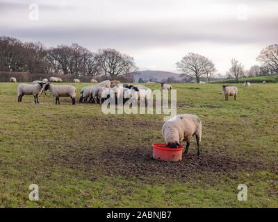 Mehrere Schafe füttern von einem Heuballen, während ein anderes seinen Kopf in einem roten Futtereimer hat, im Winter auf einer Wiese. Stockfoto