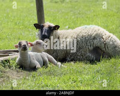 Schwarz gesichtes Schaf, das sich in der Frühlingssonne mit ihren zwei Lämmern entspannt. Stockfoto