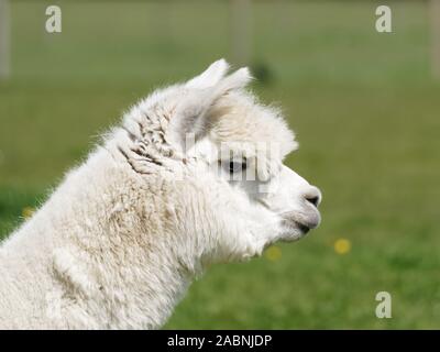 Porträt eines bewirtschafteten Alpaka, Vicugna pacos auf einer Graswiese. Stockfoto