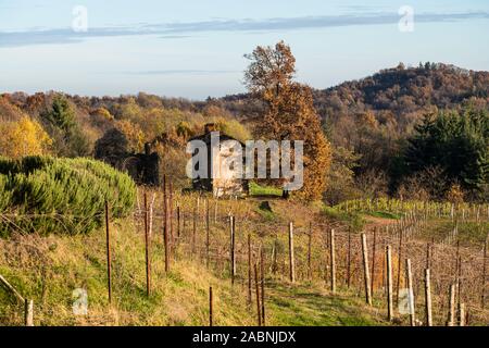 Boca Weinberge im Herbst, ländliche Region Piemont, Provinz Novara, Novembre 2019 Stockfoto