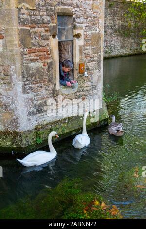 Die höckerschwäne, die auf Schloss Graben des Bischofs in Brunnen leben werden ausgebildet, um eine Glocke auf dem Torhaus gefüttert werden, Somerset, England, Großbritannien Stockfoto