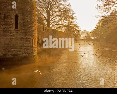 Eines frühen Winter Morgennebel Clearing von Palace Wassergraben des Bischofs in Wells, Somerset, England, Großbritannien Stockfoto