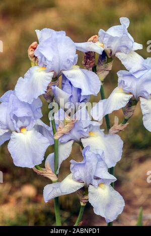 Blassblaue Irisblumen Iris „Helen McGregor“ Stockfoto