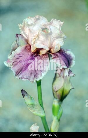 Große bärtige Iris im Garten „Annabelle Rose“ Irisporträt große bärtige Iris Blume Stockfoto