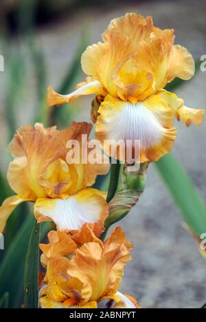 Große bärtige Iris „Ginger Swirl“, Kupfer-Bräune, glatte, blasse Fliederorchidee, orangefarbene Blume Stockfoto