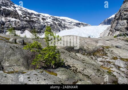 Der Gletscher Nigaardsbreen, Jostedalsbreen Nationalpark, Breheimen, Glanz, Sogn und Fjordane Fylke, Norwegen, Mai 2012 Stockfoto