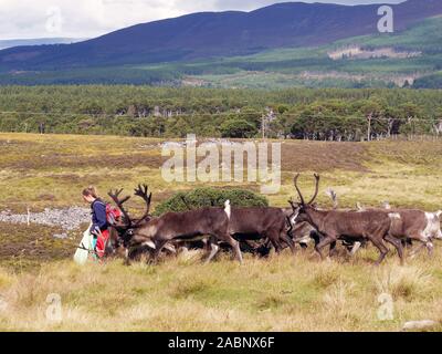 Die Cairngorm Reindeer Herde ist Großbritanniens nur frei Herde von Rentieren in die Cairngorm Mountains in Schottland gefunden Stockfoto