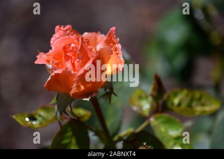 Pfirsichfarbene Rose Bud nach einem kurzen Sommerregen. Stockfoto