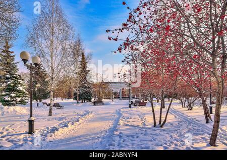 Bunte winter Stadtbild in Abend snowy City Park. Weiß verschneite Gasse mit grünen Tannen und Ebereschen mit leuchtend roten Beeren. Schönheit ein Stockfoto