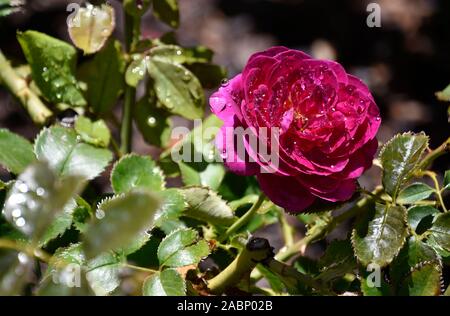 Rosa Rose nach einer kurzen Desert Rain in den Botanischen Gärten in New Mexiko. Stockfoto