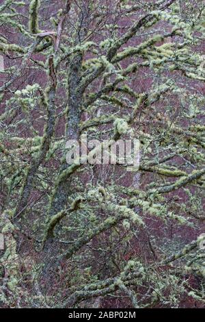 Silver Birch/warty Birke/weiße Birke (Betula pendula/Betula verucosa) Baum fallen im Old Man's Bart Flechten (Usnea Arten) im Winter Stockfoto