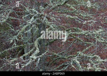 Silver Birch/warty Birke/weiße Birke (Betula pendula/Betula verucosa) Baum fallen im Old Man's Bart Flechten (Usnea Arten) im Winter Stockfoto