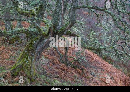 Silver Birch/warty Birke/weiße Birke (Betula pendula/Betula verucosa) Baum fallen im Old Man's Bart Flechten (Usnea Arten) im Winter Stockfoto