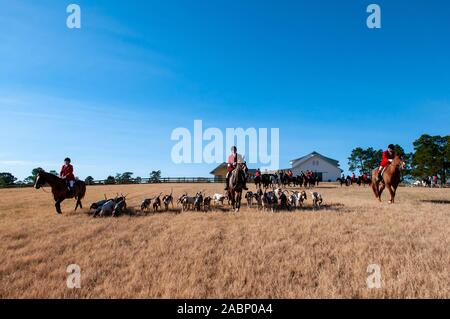 SOUTHERN Pines, North Carolina, USA. 28 Nov, 2019. Huntsman LINCONLN SADLER, Mitte, führt den Hund und Reiter Prozession vor der 105 jährlichen Segnung der Jagdhunde, Buchan Feld. Durch Die Moore County Hounds Jagd Verein bewirtete, das Ereignis ist ein Thanksgiving Tradition in der Moore County. Reiter in traditionellen formellen Jagd Kleidung für eine der ältesten Jagden in der Nation. Die Penn-Mary Del Jagdhunde sind im Privatbesitz, stammt aus dem Jahr 1914. Credit Bild: © Timothy L. Hale über ZUMA Draht) (Bild: © Timothy L. Hal Cre Stockfoto