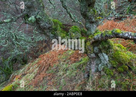 Knorrige Silver Birch/warty Birke/weiße Birke (Betula pendula/Betula verucosa) Baum in Moosen und Flechten Usnea im Winter Stockfoto