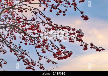 Schnee bedeckt Rowan Tree Branches mit roten Beeren - Winterlandschaft auf Sonnenuntergang bzw. Sonnenaufgang Himmel Hintergrund. Helle Einrichtung in weiß winter natur und Stockfoto