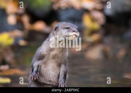 Asiatische kurze Krallen Otter aufrecht im natürlichen Wald im Herbst. Frontaler Blick auf Kopf und Vorderpfote Stockfoto