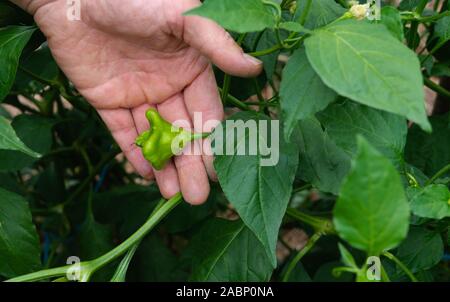 Wachsende Paprika mit grünen Früchten. Stockfoto