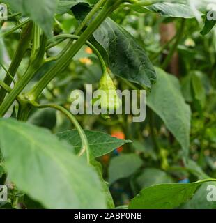 Wachsende Paprika mit grünen Früchten. Stockfoto