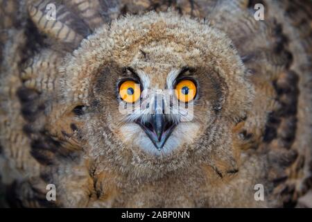 Bedrohung durch Eurasischen Uhu/Jungen Europäischen Uhu (Bubo bubo) owlet mit gesenktem Kopf und Flügel aus und nach unten Stockfoto