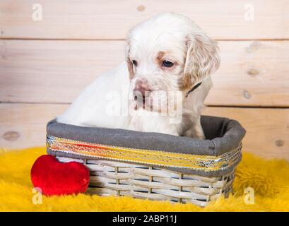 Cute English Setter Welpe Hund im Korb. Stockfoto