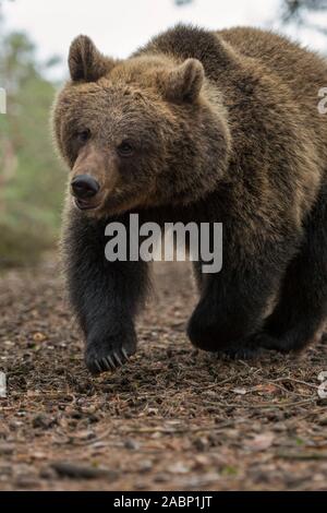 Brauner Bär/Braunbär (Ursus arctos), Jugendliche cub, läuft schnell durch einen Wald, in Eile, niedlich aussieht und lustig, Europa. Stockfoto