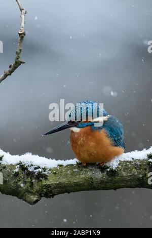 Eurasischen Kingfisher/Eisvogel (Alcedo atthis), männlich im Winter, auf einer natürlichen Zweig, Jagd thront, fallenden Schnee, Wildlife, Europa. Stockfoto