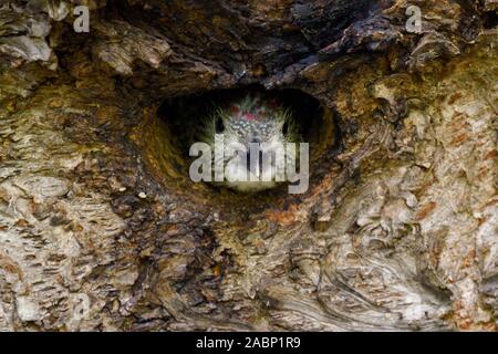 Grünspecht / Grünspecht (Picus viridis), juvenile, Küken, Jung aus dem Nest hole, Europa. Stockfoto