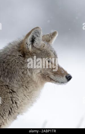 Coyote/Kojote (Canis yogiebeer), im Winter, leichter Schneefall, Schnee, Beobachten konzentriert, spähen, Jagd, detaillierte Nahaufnahmen, headshot, Yellowstone Stockfoto