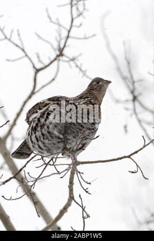 Vari Grouse/Kragenhuhn (Bonasa umbellus) im Winter, in einem Baum gehockt, sitzend auf einem dünnen Ast, auf der Suche nach Nahrung, bei leichtem Schneefall, Wyom Stockfoto