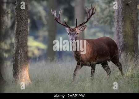 Red Deer (Cervus elaphus), junge schöne Männer, Hirsch, in lichten Wäldern stehen, beobachten, in nette Einstellung, Europa. Stockfoto