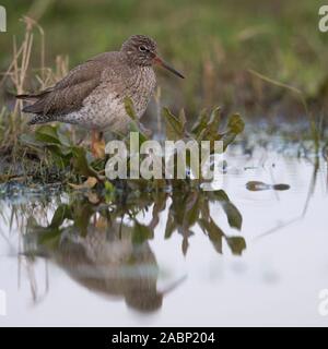 Rotschenkel/Rotschenkel (Tringa totanus), Ruhe/roosting, Sitzen, Stehen am Ufer eines Entwässerungskanals eines nassen Wiese, Europa. Stockfoto