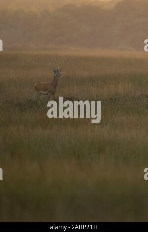 Red Deer/Rothirsch (Cervus elaphus), junger Mann mit spitzen Geweih im offenen Grasland/Steppe, um zu beobachten, typische Umgebung, Moody backl Stockfoto