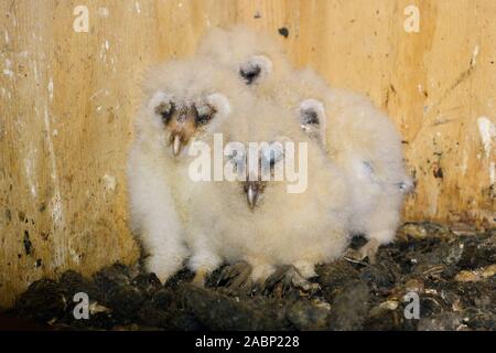 Schleiereule (Tyto alba), Küken, Nachkommen, geduckt, sitzen in ihrer Nisthilfe, Schlafen, netten und lustigen Tier Babys, Wildlife, Europa. Stockfoto