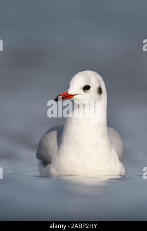 Black-Headed Möwe (Chroicocephalus ridibundus), ein Erwachsener, schwimmen im Wasser, frontal geschossen, sehr detaillierte, Wildlife, Europa. Stockfoto