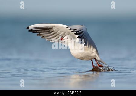 Black-Headed Möwe (Chroicocephalus ridibundus) im Winter Kleid, weg vom Wasser, verlassen, offenen Flügeln, Wildlife, Europa. Stockfoto