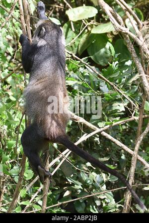 Ein Sykes' Affen (Cercopithecus albogularis) Futter für die Blätter. Arusha Nationalpark. Arusha, Tansania. Stockfoto