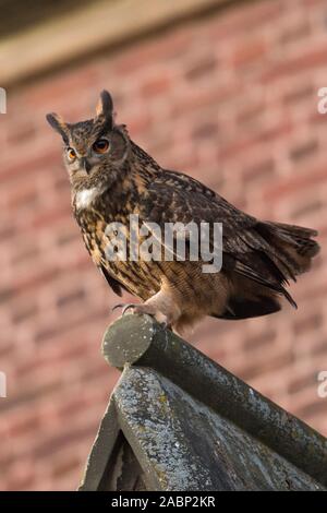 Uhu/Uhu (Bubo bubo) erwachsenen männlichen, Sitzen, auf einer Kirche Dach thront, in städtischen Umgebung, umwerben, Seitenansicht, Wildlife, Europa. Stockfoto