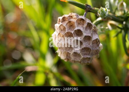 Junge paper Wasp Queen auf pflanzlichen Stammzellen. Feldwespe dominula Stockfoto