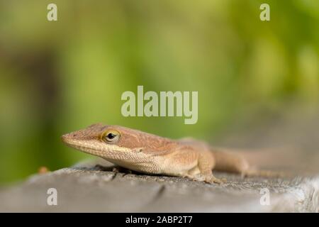 Nahaufnahme eines Carolina Anole an Yates Mühle County Park, Raleigh, North Carolina. Viel Platz auf unscharfen Hintergrund für Text. Stockfoto