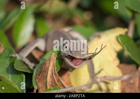 Ein Carolina Anole smacks auf eine Spinne für das Mittagessen. Yates Mühle County Park, Raleigh, North Carolina. Stockfoto