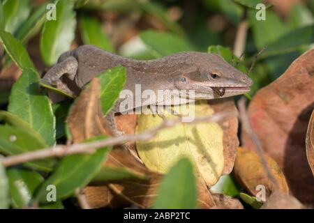 Ein Carolina Anole munches auf eine Spinne zum Abendessen. Yates Mühle County Park, Raleigh, North Carolina. Stockfoto