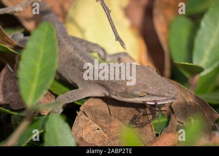 Ein Carolina Anole feste auf eine Spinne für das Mittagessen. Yates Mühle County Park, Raleigh, North Carolina. Stockfoto