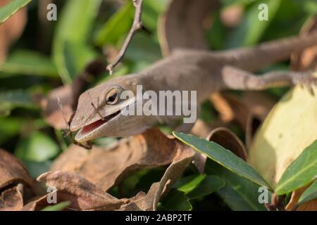 Ein Carolina Anole verschlingt eine Spinne für das Mittagessen. Yates Mühle County Park, Raleigh, North Carolina. Stockfoto